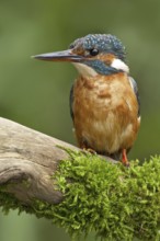 Common Kingfisher (Alcedo atthis) female, Netherlands