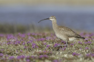 Whimbrel (Numenius phaeopus), Manitoba, Canada