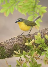 Yellow-breasted Chat (Icteria virens) perched on a log, Texas, USA