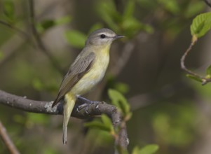 Philadelphia Vireo (Vireo philadelphicus), Ontario, Canada