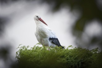 White Stork (Ciconia ciconia), Netherlands