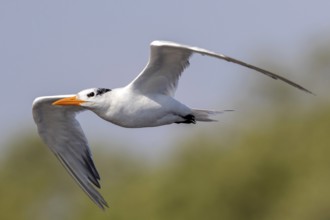 Royal Tern (Thalasseus maximus) flying, Escuintla, Guatemala