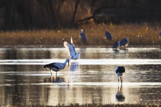 A variety of birds gather in a tranquil wetland at sunset, creating a serene scene of nature beauty