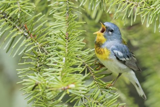 Northern Parula (Setophaga americana) perched on a branch in Ontario, Canada
