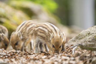 Wild boar (Sus scrofa) piglets standing in a forest, Bavaria, Germany