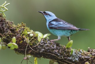 Blue Dacnis (Dacnis cayana) perched on a branch in the Atlantic rainforest of southeast Brazil
