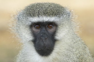 Vervet Monkey (Chlorocebus pygerythrus) adult portrait, Uganda