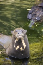Portrait of a male giant otter or giant river otter (Pteronura brasiliensis)