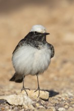 Hooded Wheatear (Oenanthe monacha) male, Eilat, Israel