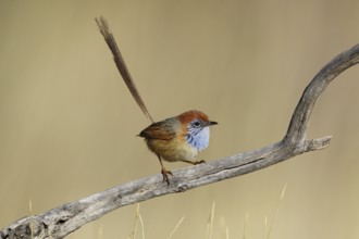 Rufous-crowned Emu-wren (Stipiturus ruficeps) male, Northern Territory, Australia