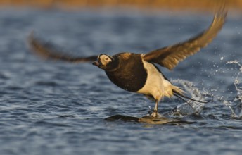 Long-tailed Duck (Clangula hyemalis) male, Alaska, USA