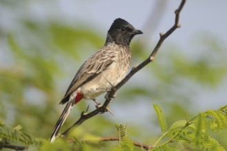 Red-vented Bulbul (Pycnonotus cafer), India