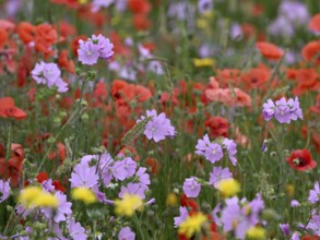 Species-rich, colourful flowering meadow with musk mallow (Malva moschata), Lower Rhine, North