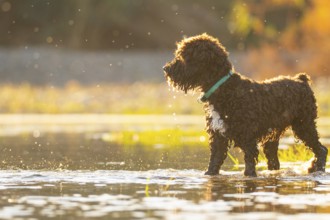 A curly-haired dog with a green collar joyfully explores a sunlit river, with water droplets