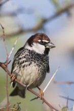 Spanish Sparrow - Weidensperling - Passer hispaniolensis ssp. transcaspicus, male, Turkey