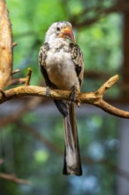 Northern red-billed hornbill (Tockus erythrorhynchus) sitting on a branch, captive, Bavaria,
