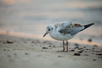 Black-headed gull (Chroicocephalus ridibundus) walking along a sandy beach in warm evening light