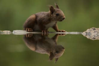 A squirrel delicately balances on the edge of a tranquil lake, taking a drink surrounded by lush