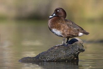 Hardhead (Aythya australis) male, Victoria, Australia