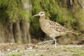 Bristle-thighed Curlew (Numenius tahitiensis), Hawaii, USA