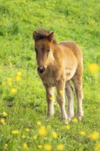 Icelandic horse in a pasture. Foal, brown colour. Evening, golden hour. Germany