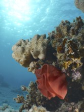 Spanish dancer spawn (Hexabranchus sanguineus)