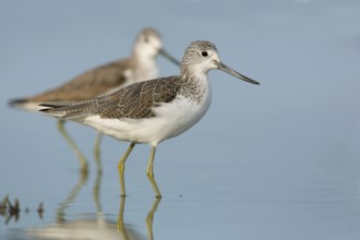 Common Greenshank (Tringa nebularia), Victoria, Australia