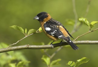 Black-headed Grosbeak (Pheucticus melanocephalus) male, British Columbia, Canada