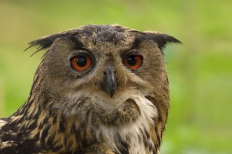 Eurasian Eagle-Owl (Bubo bubo) female, Utrecht, Netherlands