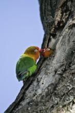 Fischer's Lovebird (Agapornis fischeri) pair at breeding hole, Serengeti National Park, Tanzania