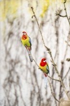 Eastern rosella (Platycercus eximius) sitting on a branch, Bavaria, Germany