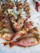 Red Sea Fish, Fish Market in Hurghada, Egypt