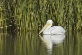 American White Pelican (Pelecanus erythrorhynchos), California, USA