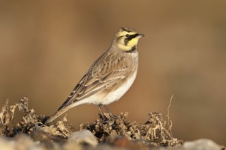 Horned Lark (Eremophila alpestris), Schleswig-Holstein, Germany