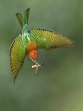Chestnut-headed Bee-eater (Merops leschenaulti) flying with hawk moth in its beak, Darjeeling,