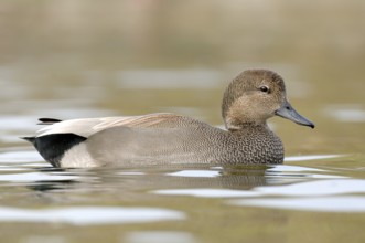 Gadwall (Mareca strepera) male, Texas, USA