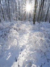 Beech woodland (Fagus sylvatica), trees and undergrowth covered in hoarfrost and snow in winter,