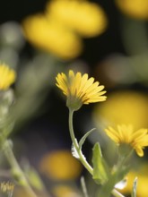 Photo art, depicted by blurred out of focus flowers of the rough hawksbeard (Crepis biennis),