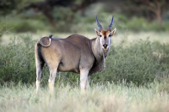 Eland (Taurotragus oryx), adult, alert, foraging, Mokala National Park, Northern Cape, South Africa