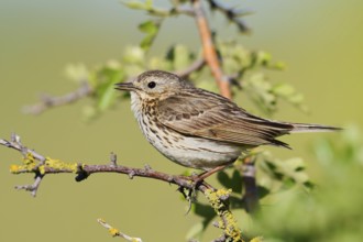 Meadow Pipit (Anthus pratensis), Schleswig-Holstein, Germany