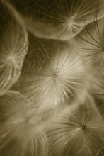 Western salsify (Tragopogon dubius) - Large dandelion, Close Up, Raunheim, Hesse, Germany