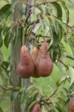 Pear (Pyrus communis 'Karina'), Merkel family, Veitshöchheim, Bavaria, Germany