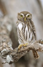 Ferruginous Pygmy Owl (Glaucidium brasilianum), Texas, USA