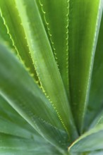 Agave (Agave Australis) plant, flora, detail, close up, medicine, health, medicinal plant,