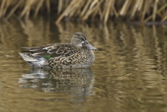 Northern Shoveler (Spatula clypeata) female, Arizona, USA