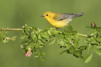 Prothonotary Warbler (Protonotaria citrea) perched on a twig, Texas, USA