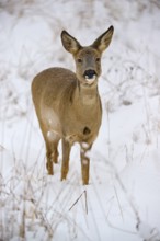 A roe deer stands attentively in a snow-covered meadow, head slightly tilted in a clear winter