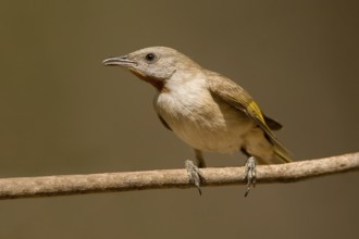 Rufous-throated Honeyeater (Conopophila rufogularis), Western Australia, Australia
