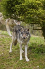 One eurasian gray wolf (Canis lupus lupus) stands on a small hill under a tree. A second wolf
