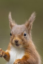 Red squirrel (Sciurus vulgaris) adult animal head portrait, Yorkshire, England, United Kingdom